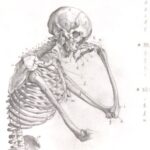 骨から芸術へ (1) 美しき解剖書『ファブリカ』の価値